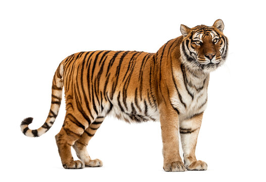 Tiger - Calcy24.com