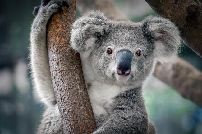 Koala - random Animal generator - Calcy24.com